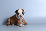 Fototapeta  - 2 month purebred English Bulldog puppy on gray screen