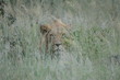 Stalked by Male Lion 