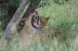Lazy female lion Yawing 