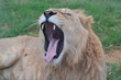 Lazy Young male lion Yawing 