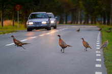 Family Of Wild Pheasants Walking On The Road Of Sweden
