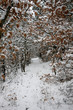 Path with snow and trees