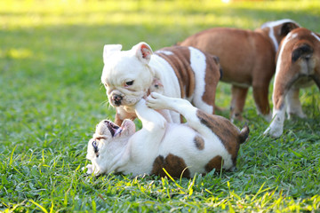 english bulldog puppy enjoy life on greensward