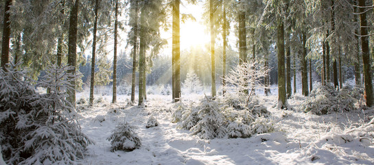 Wall Mural - Sunset in winter forest.