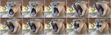 A Collage Of An African Female Zoo Lion Yawning