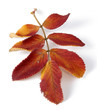 suche kolorowe liście jesienne