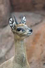 Small Young Klipspringer In A City Zoo