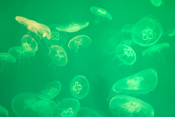 Wall Mural - Lot of green jellyfishes in aquarium.