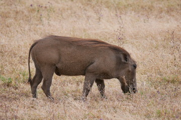 Warthog in Serengeti National Park, Tanzania