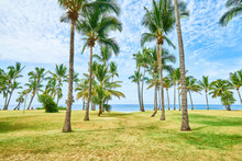 Beach Grand-Anse With Coconuts Tree, Saint-Pierre, Reunion Island