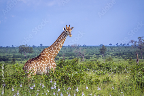 Vászonkép Giraffe in Kruger National park, South Africa