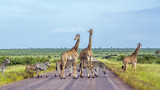 Fototapeta Sawanna - Giraffe and Plains zebra in Kruger National park, South Africa