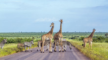 Giraffe And Plains Zebra In Kruger National Park, South Africa
