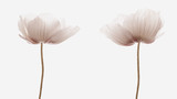 Fototapeta Desenie - flores amapolas aisladas efecto vintage