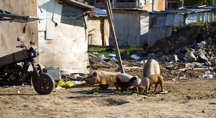 Pigs are searching for food and take a rest in a polluted