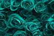 Background of a set of turquoise roses. Valentine's Day.