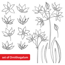 Vector Set With Outline Ornithogalum Or Star-of-Bethlehem Flower Bunch, Bud And Leaves In Black Isolated On White Background. Perennial Bulbous Plant In Contour For Spring Design Or Coloring Book. 