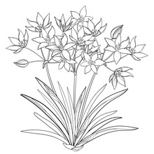 Vector Bouquet With Outline Ornithogalum Or Star-of-Bethlehem Flower Bunch, Bud And Leaf In Black Isolated On White Background. Perennial Bulbous Plant In Contour For Spring Design Or Coloring Book. 