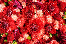 Beautiful Red Flowers Background. Aster Flowers, Top View