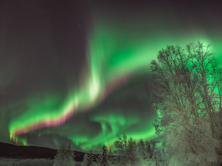Wall Mural - dramatic green aurora borealis in alaska night sky