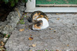 © andrix - Gatto che dorme