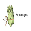 Vector illustration of Asparagus