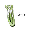 Vector illustration of Celery