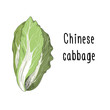 Vector illustration of Chinese Cabbage