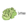 Vector illustration of Lettuce