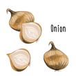 Vector illustration of Onion