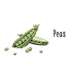 Vector illustration of Peas