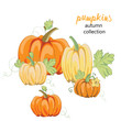 collection of pumpkins on white background, vector illustration