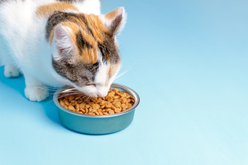 The Cory cat is appetizing eats from a plate on a blue background