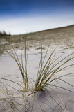 Fototapeta  - Closeup shot coastline in France with grass