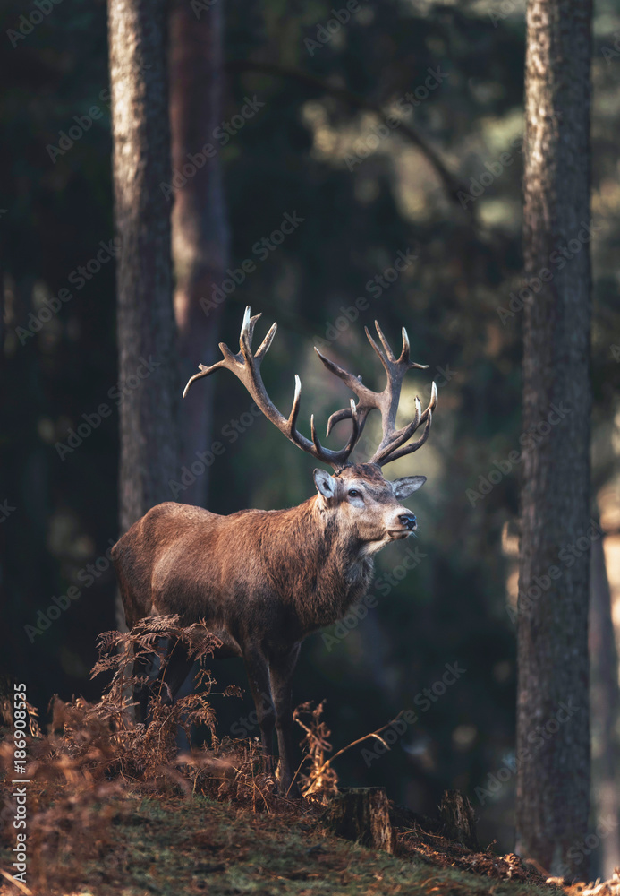 Red deer stag (cervus elaphus) in autumn pine forest. - obrazy, fototapety, plakaty 