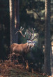 © ysbrandcosijn - Red deer stag (cervus elaphus) in autumn pine forest.