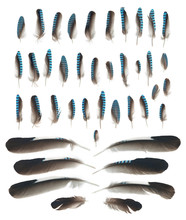 Close Up Blue Jay Wing Feathers Isolated On White Background