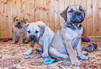 Ca de Bou (Mallorquin Mastiff) puppy dog