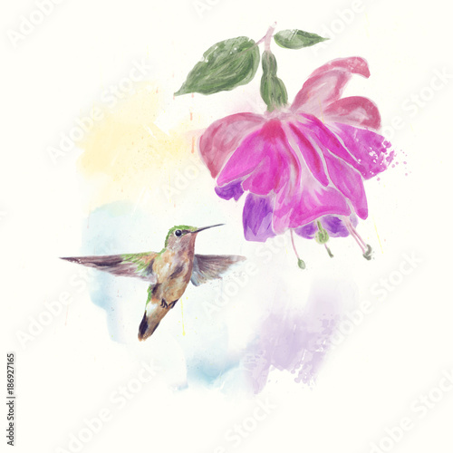 Hummingbird and fuchsia Flower watercolor