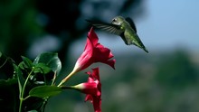 Hummingbird Feeds On Mandevilla Red Flower And Urinates Slow Motion
