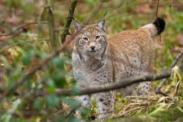 Wall Mural - Lynx