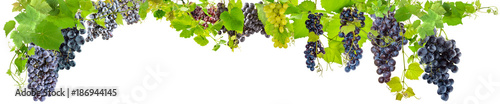 Fotomural farandole de grappes de raisins, fond blanc