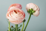 Pink ranunculus flowers.