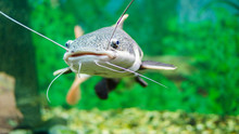  Red-tailed Catfish In The Aquarium