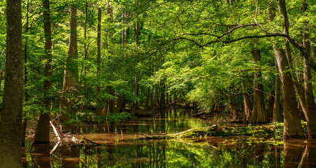  Congaree National Park