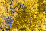 Fototapeta  - yellow leaves of tree in autumn under blue sky