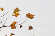 © Westend61 - Autumn leaves flying in the wind