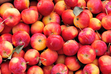 Closeup Of Ripe Fresh Red Crabapples As A Background