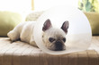 © Westend61 - French bulldog with medical collar