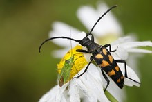Four-banded Longhorn Beetle, Leptura Quadrifasciata, And A Green Grass Bug,  Calocoris Affinis